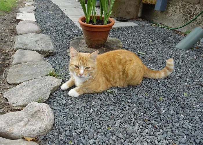 Couette-café Bel Zoe *